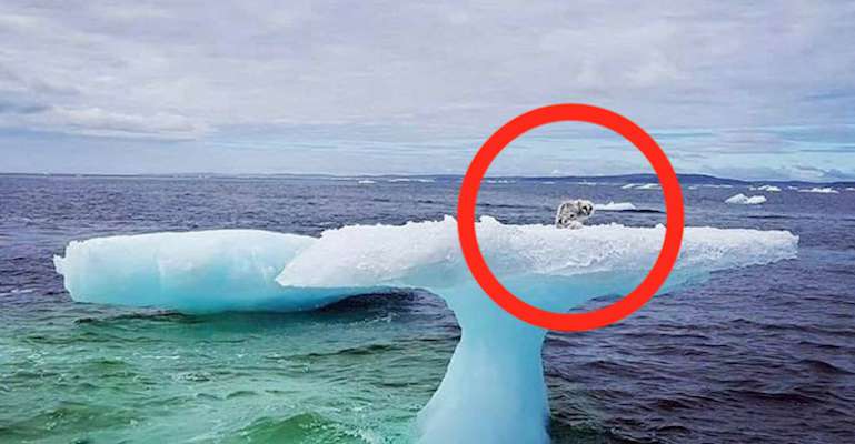 Taboola Ad Example 30925 - Рыбаки видят, как что-то движется по айсбергу - они не верят своим глазам, когда приближаются
